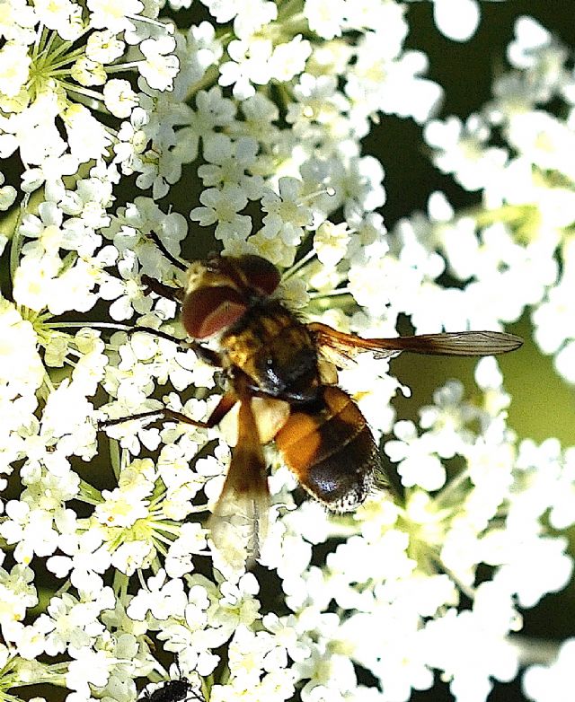 Tachinidae: Ectophasia sp.,  femmina